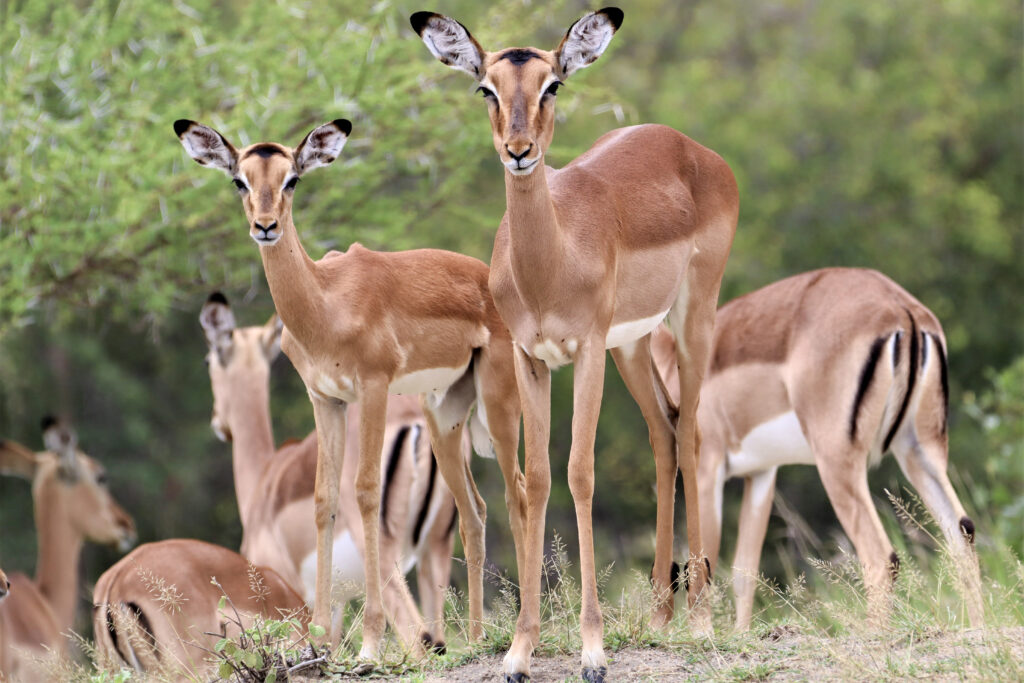 Impala