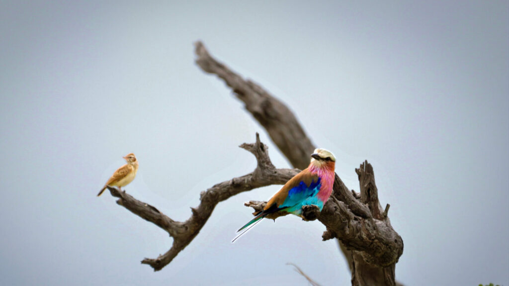 Lilac breasted roller