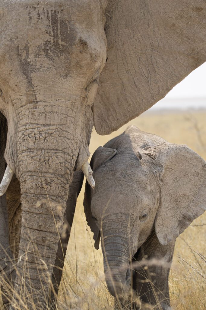 Elephant cow and calf