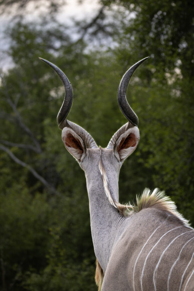 Kudu bull