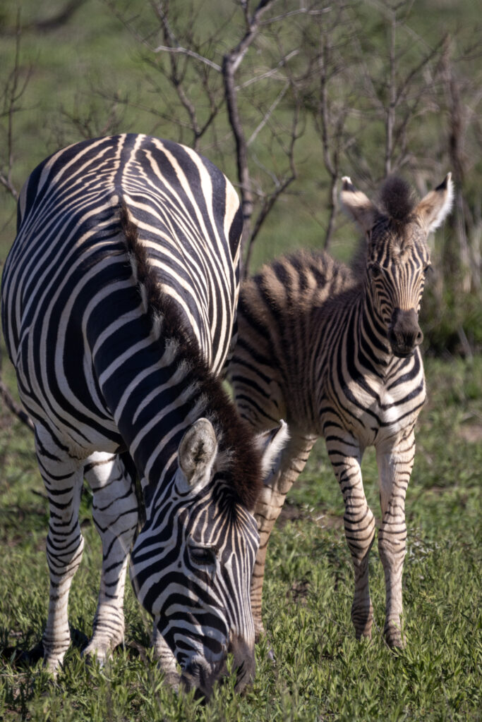 Zebra with foal