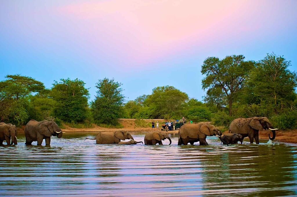 game drive elephants in water