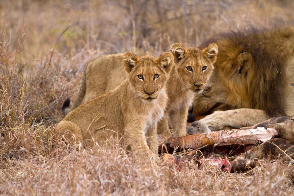 game drive lion cubs