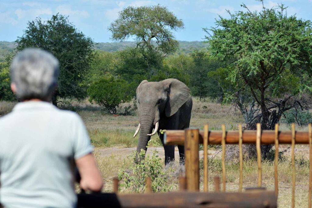 nThambo-elephant-watch-from-camp