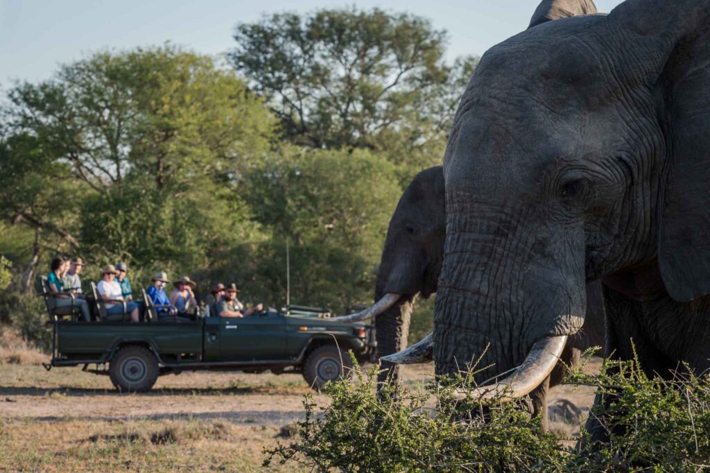 game drive elephants