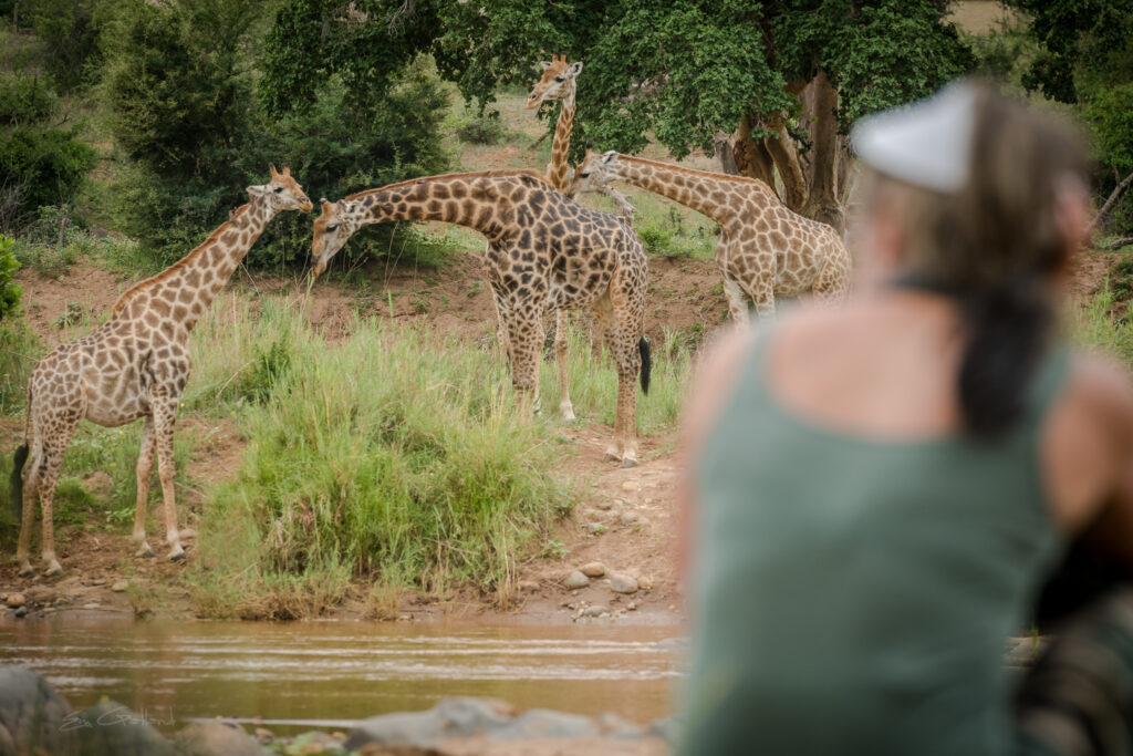 Walking safari giraffe