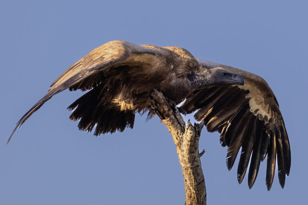 White backed vulture