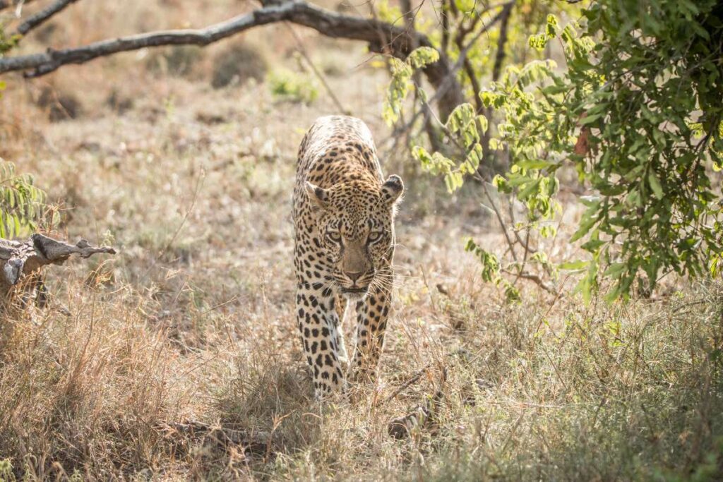 Khaya-Ndlovu-Safari-Manor-leopard