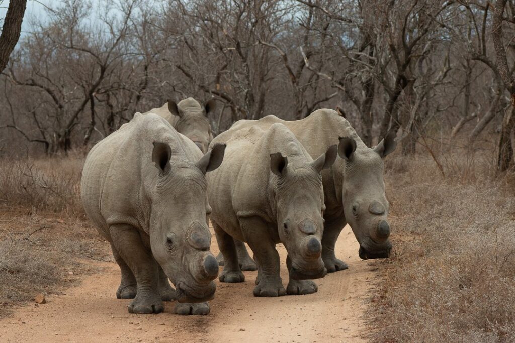 Rhino Monitoring