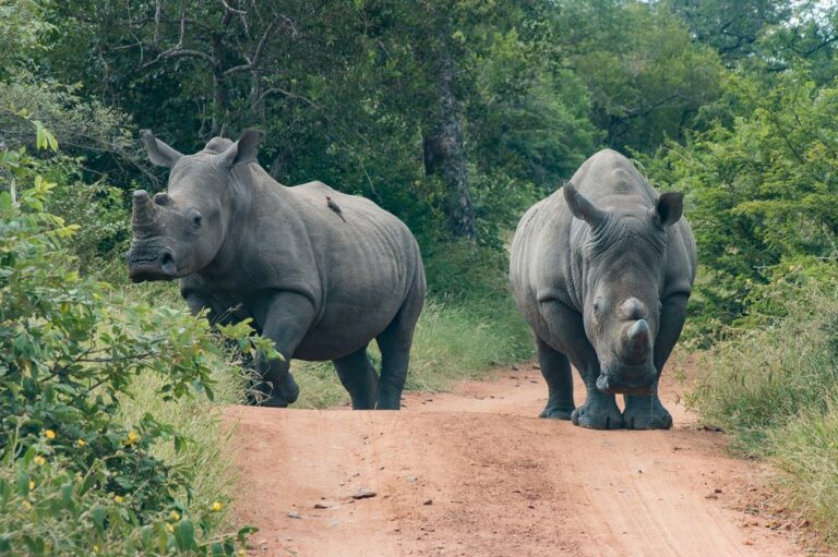 Rhino Monitoring