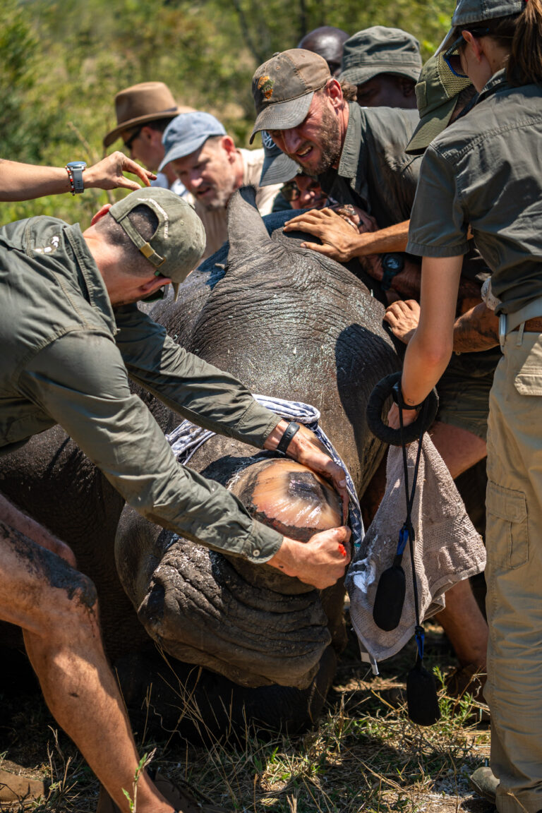 Rhino Conservation Project