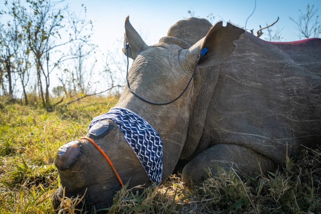 Rhino Conservation Project